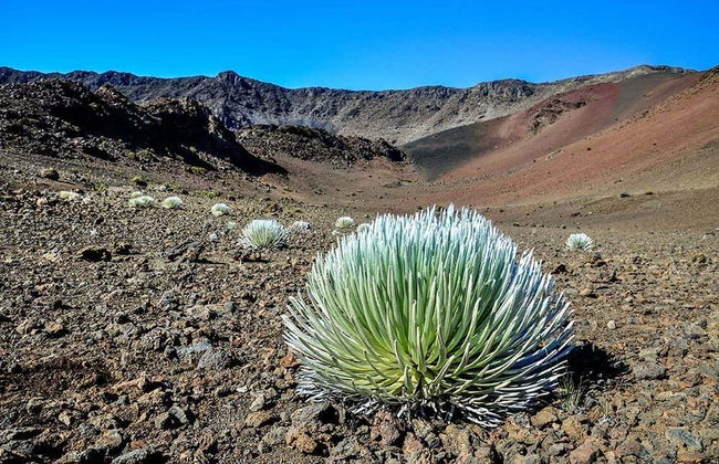 Tour de Maui, la vuelta a la isla - Foto 7