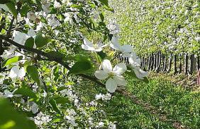 Casa Clima Tandem - Foto 7