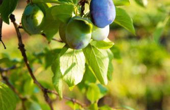 Uliveto Apartment - Foto 31