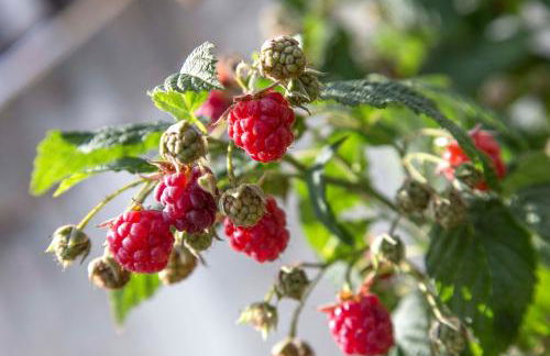 Appartement Birkenhof - Foto 49