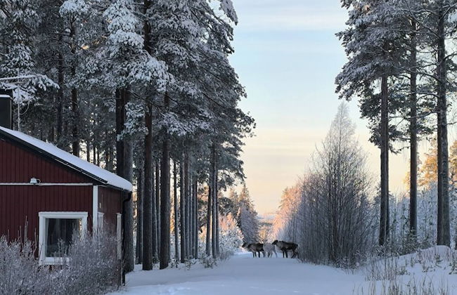 Lapland Pure Nature and More! - Foto 24