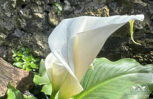 Azores Element - Photo 3