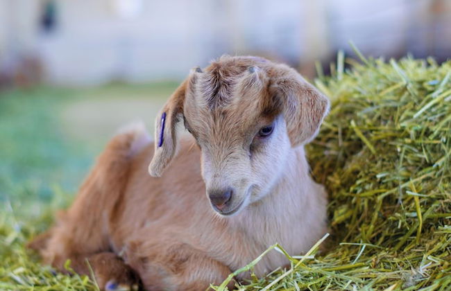 Carevic Resort & Villas - Foto 60