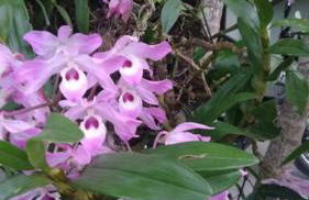 Recanto do Sossego- Espaço Jean - Foto 23