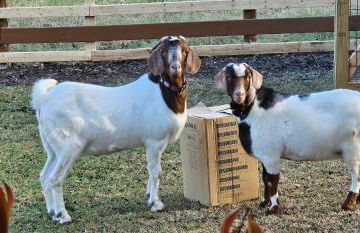 Cozy Oasis in SE Austin - Foto 22