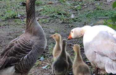 Casas Dos Infantes - Turismo Rural - Foto 38