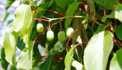 Ferienwohnung Bischoff - Foto 5, Garden