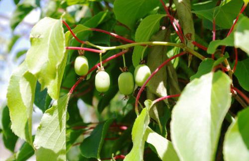 Ferienwohnung Bischoff - Foto 5