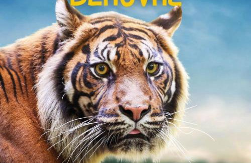 Gîte familial 12 pers. proche Valençay, ZooParc de Beauval et Châteaux de la Loire, parc arboré et jeux - FR-1-591-113 - Foto 33