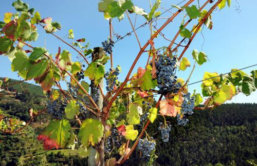 Quinta Das Escomoeiras - Foto 44