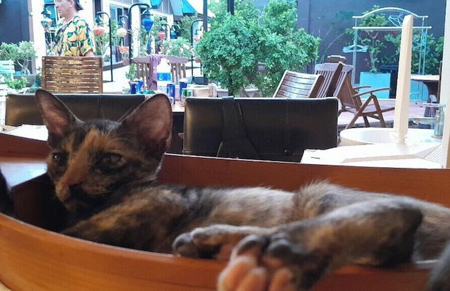 Hoi An Coco Bungalows - Foto 2