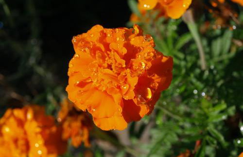 T3 Quinta da Melroa - Mountain Villa - Caramulo - Photo 42