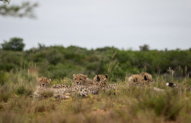 Uplands Homestead - Photo 30