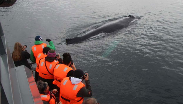 Avistamiento de ballenas en el estrecho de Magallanes - Foto 3