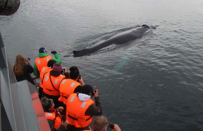Avistamiento de ballenas en el estrecho de Magallanes - Foto 3