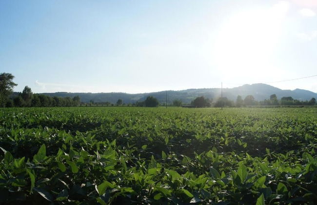 Agriturismo alla Corte - Photo 37