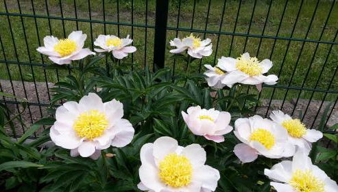 Gartenblick Trebbin - Foto 2, Garden