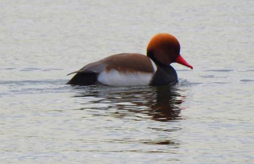 Haus Hanni Zarrentin am Schaalsee - Foto 30