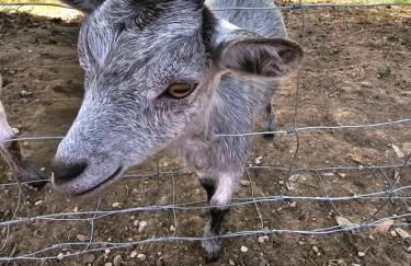 Domaine de Massoulac - Foto 55