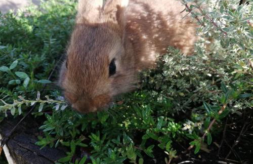 Ansitz Grustdorf - Foto 13