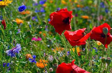 Ferienwohnung Matschak OG links - Foto 15