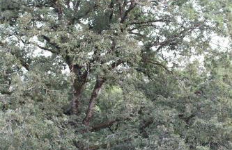 Écolodge Entre Nature & Silence Au Coeur du Quercy - Foto 18