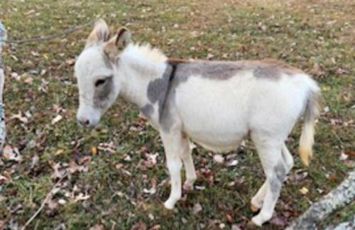 Guest House at Firefly Ridge - Foto 21