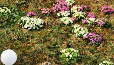 Clos des lys - Foto 4