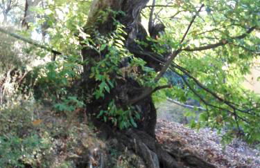 Casas Rurales El Viejo Castaño - Valle Del Genal - Foto 58