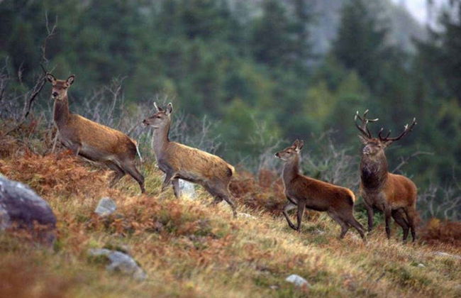 Connemara Private Safari - Foto 1