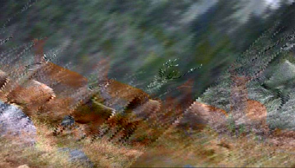 Ciervos en Connemara