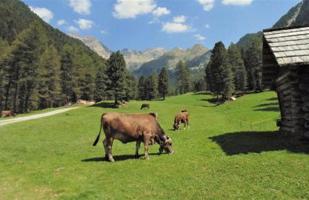 Cuckoo Apartment - Foto 35