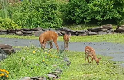 Catskills Aframe, Water View, Goat Sanctuary - Foto 6