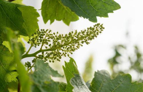 Kimolos Houses - Photo 43