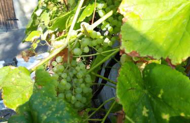 Ferienwohnung im Seidlerhof mit Balkon und Garten - Foto 9
