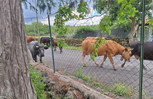 Etna, salvia e rosmarino - Foto 15