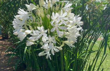 La cabane 62 - Foto 9