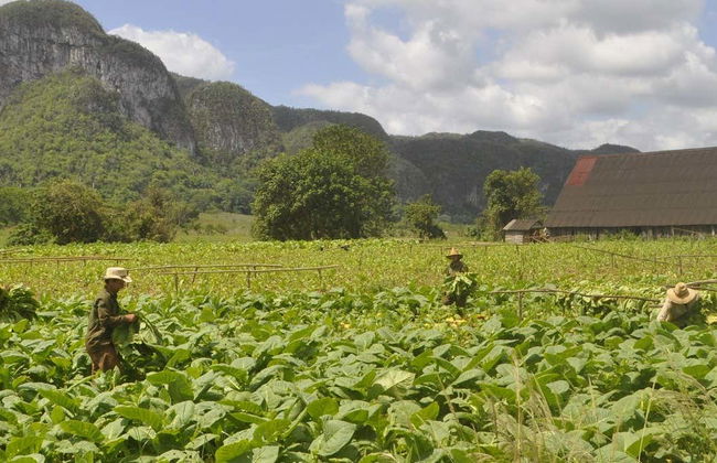 Viñales Tobacco Tour - Photo 6
