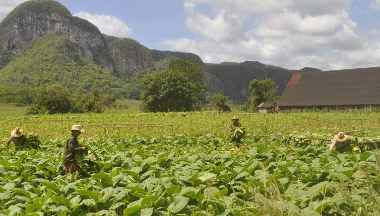 Viñales Tobacco Tour + Horse Ride, Viñales