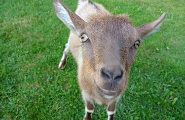 Agroturystyka u Chlebków - Photo 21