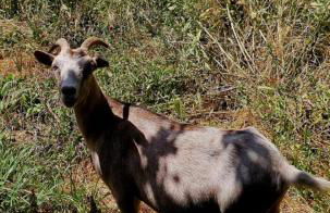 Linhares - Country House Turismo, Natureza e Aventura - Foto 24