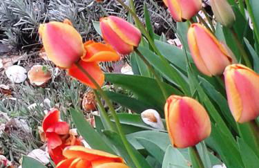 Talonno il frutteto - Foto 16