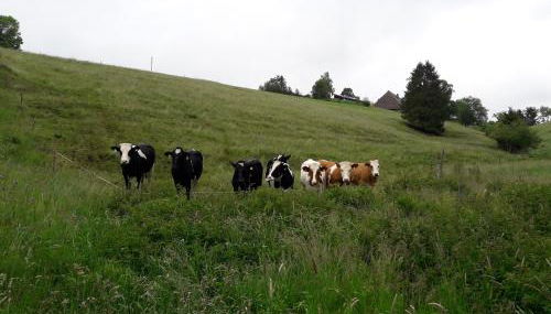 Willmannshof - Foto 5