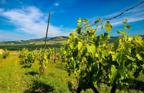 Agriturismo Il Canterino - Foto 45