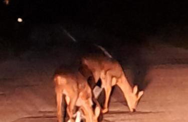 Bambi Forest House - Photo 15