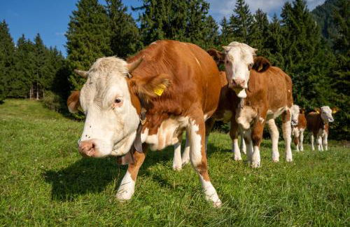 Das Bergquartier - Ferienwohnung Rabenkopf - Foto 31