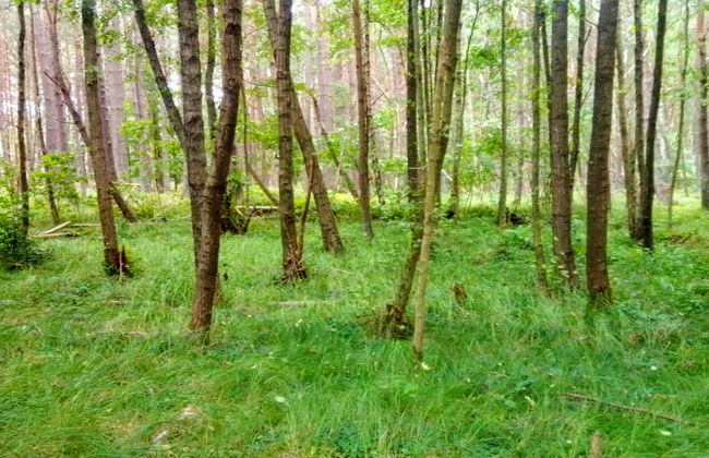 3 bedroom House in Choczewo with garden and terrace - Photo 20