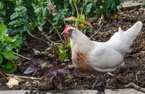 Cowslip Cottage - Foto 20