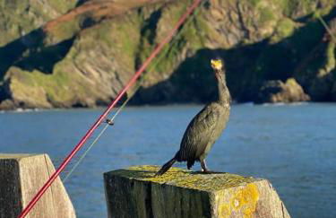 Chic Townhouse near Tunnels Beaches Ilfracombe - Foto 9