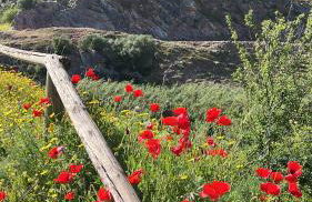 Casa Rural las Rosas de Benaojan - Photo 10